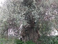 Ulivo_di_Motta - 20110228 002.jpg